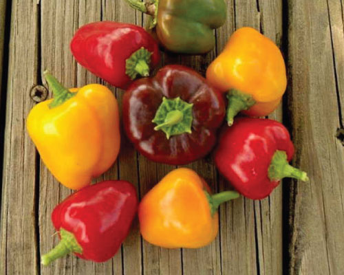 Mini Bell Pepper Seed Mix – Pepper Joe's