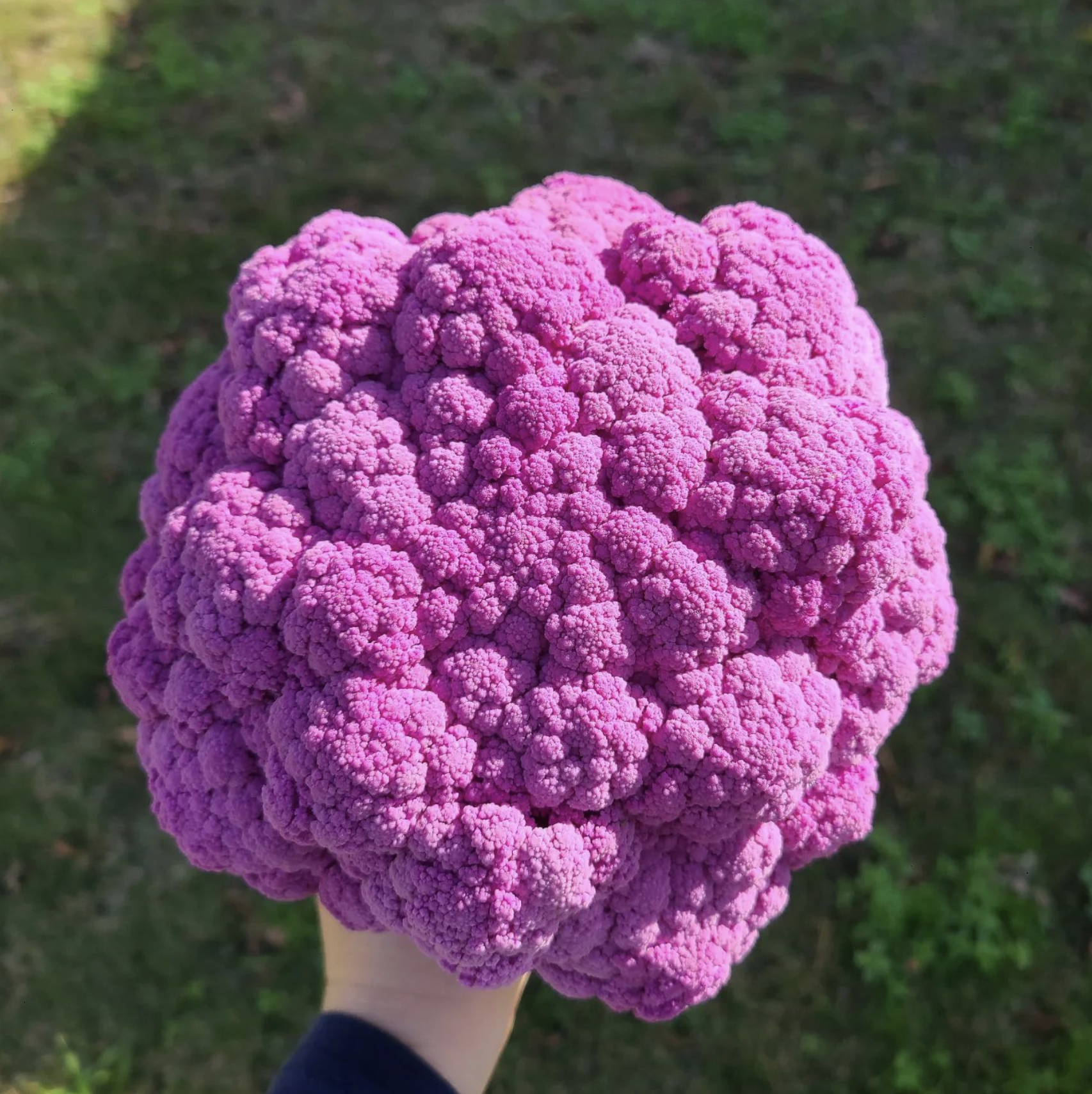 cauliflower bloom