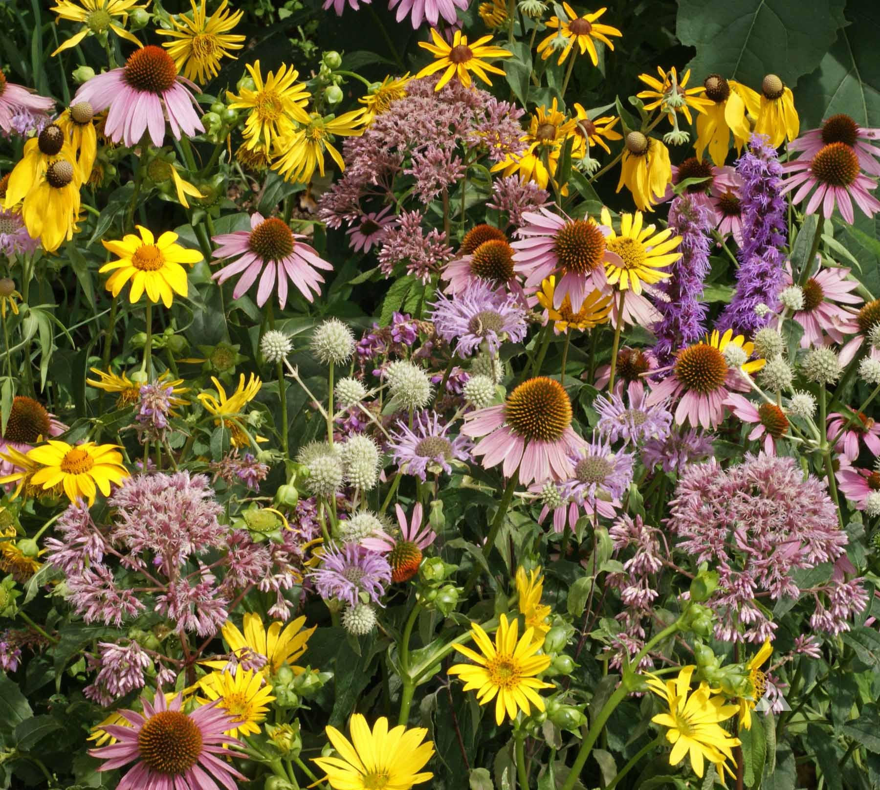 Elite Wildflower Mix – Hometown Seeds