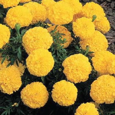 Yellow Inca II, Marigold Seeds | Urban Farmer