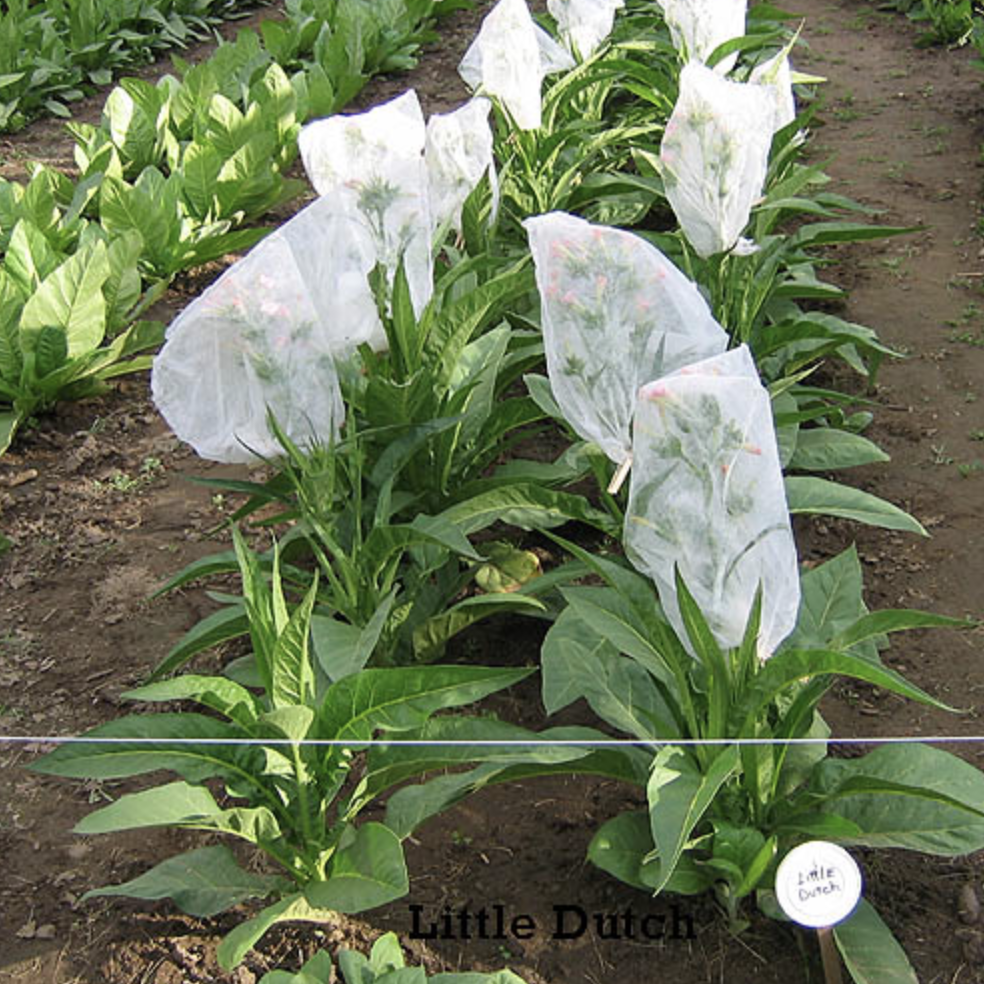 Little Dutch Tobacco - Victory Seeds® – Victory Seed Company