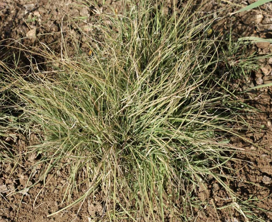 Buffalo Grass Seed Urban Farmer 