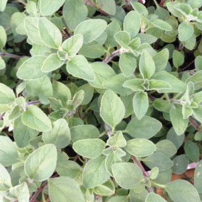 Greek, Oregano Seed | Urban Farmer