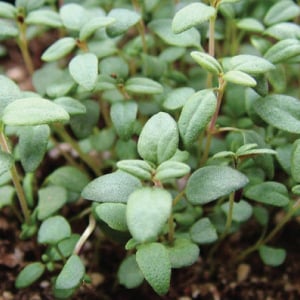 French Thyme (Thymus vulgaris) - Annie's Heirloom Seeds
