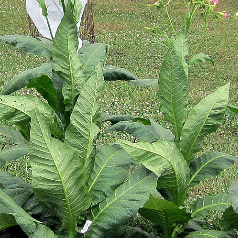 Papante, Tobacco Seed | Urban Farmer