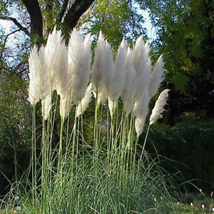 Pampas, Ornamental Grass Seeds | Urban Farmer