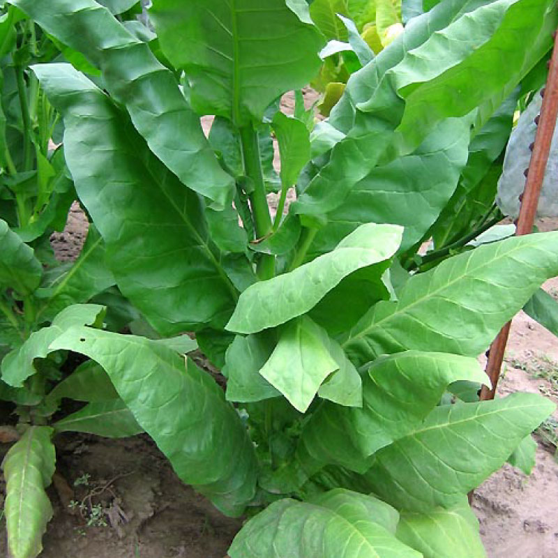 Comstock Spanish, Tobacco Seed | Urban Farmer