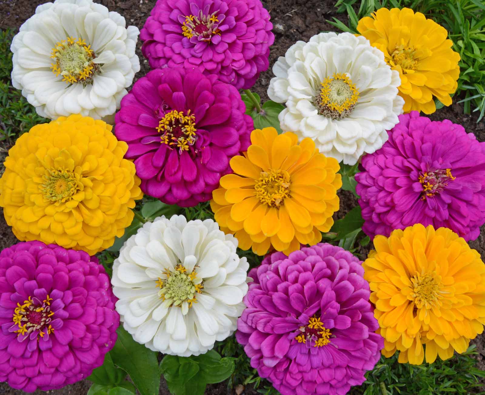 Mardi Gras, Zinnia Seeds | Urban Farmer