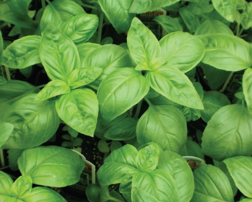 Genovese Basil Seeds Urban Farmer