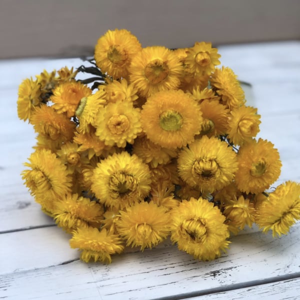 Strawflower, King Size Orange