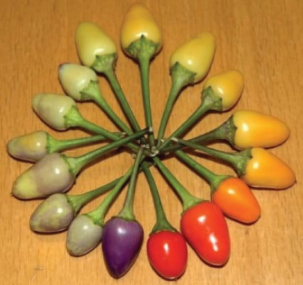 Bolivian Rainbow Pepper Seeds Hot Peppers