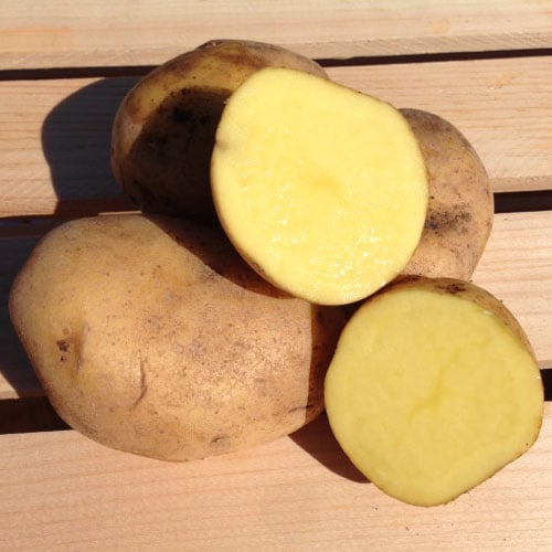 German Butterball Seed Potatoes Urban Farmer 5161