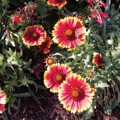 Dividing gaillardia cheap