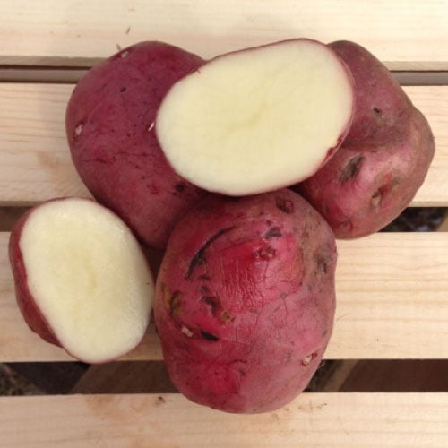 Potato, 'Red Norland' - DeGroot