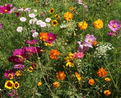 Cutflower Blend, Wildflower Seeds | Urban Farmer