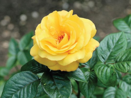 yellow rose bush varieties