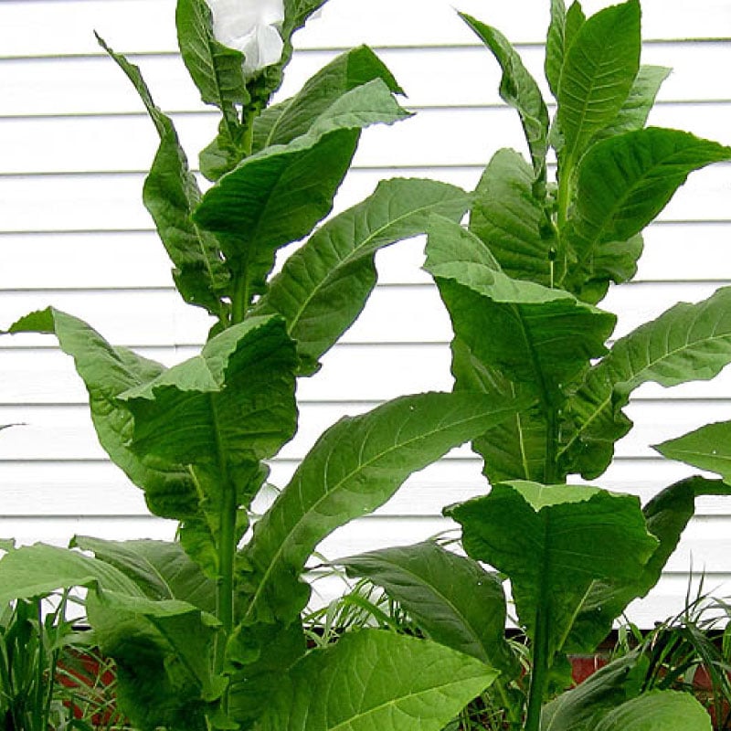 Lancaster Seedleaf, Tobacco Seed | Urban Farmer