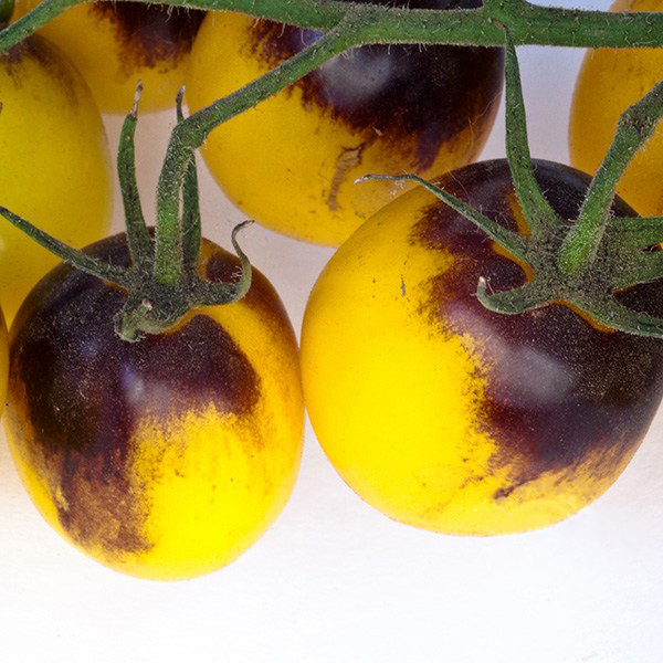 Indigo Sun, (F1) Tomato Seeds | Urban Farmer