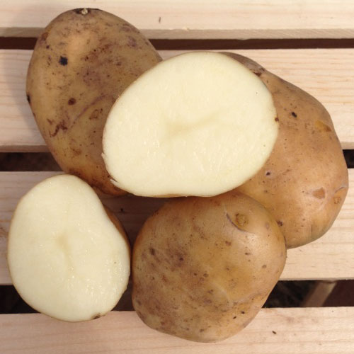 Maine Potatoes Shipped, Buy Maine Potatoes Online