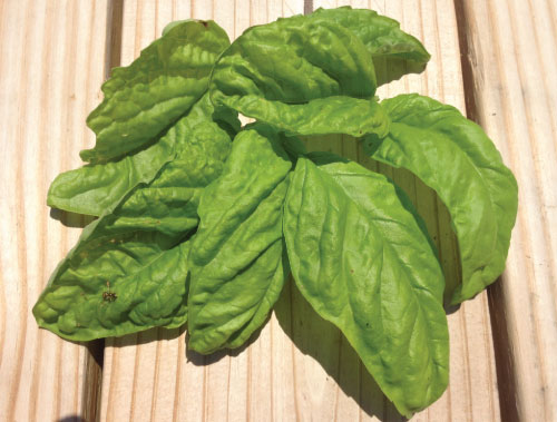 Lettuce Leaf Basil Seeds Urban Farmer