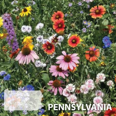 How to plant a Pennsylvania wildflower garden - Farm and Dairy