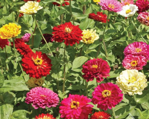 State Fair, Zinnia Seeds | Urban Farmer