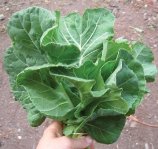 https://www.ufseeds.com/on/demandware.static/-/Sites-master-urbanfarmer/default/dw98a80cf8/images/products/Champion-Collards.jpg