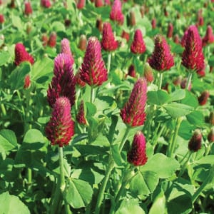 Crimson Clover, Legumes | Urban Farmer