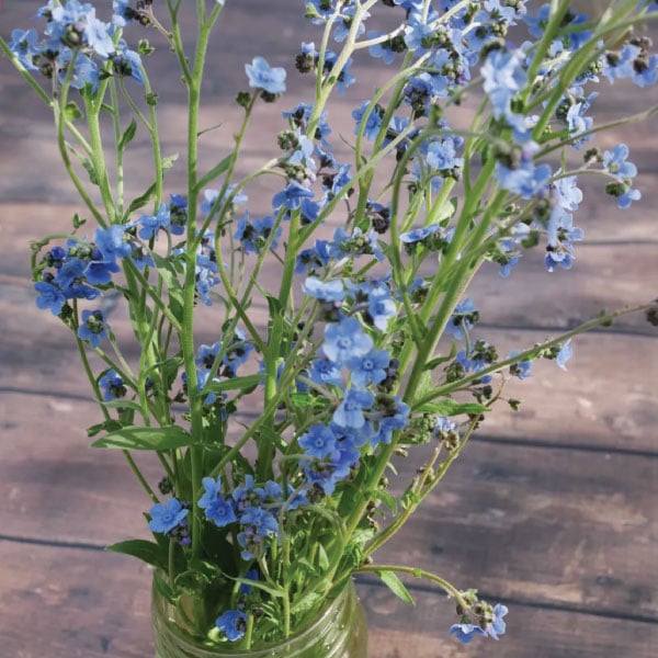 75 Firmament Forget Me Not seeds – GardeningTreasures