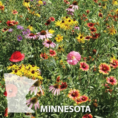 flower fields in minnesota