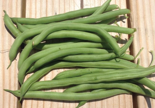 blue-lake-274-bush-bean-seeds-urban-farmer