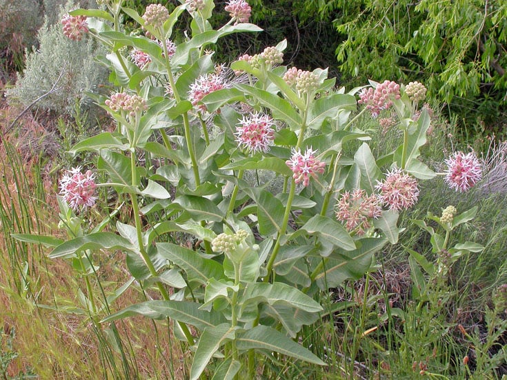 Showy, Asclepias (Butterfly Weed) | Urban Farmer