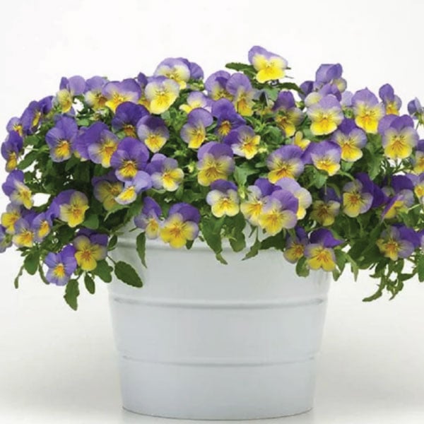 Blueberry Swirl Cool Wave, (F1) Viola Seeds | Urban Farmer