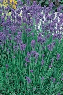 Lavender, Munstead (Lavandula angustifolia) - 50 Seeds - Southern Seed  Exchange