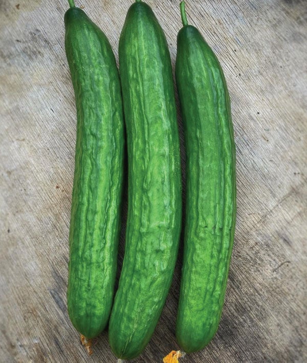 Carmen, (F1) Cucumber Seeds | Urban Farmer