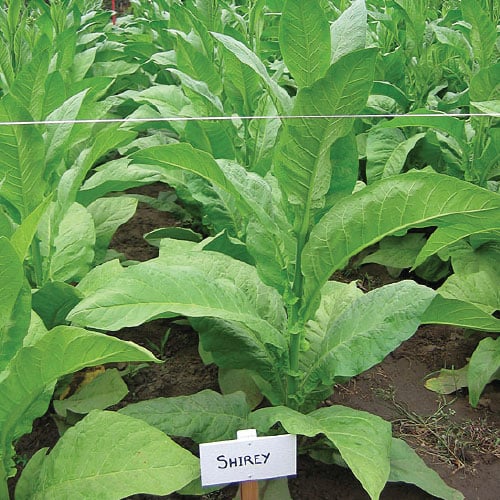 Shirey, Tobacco Seed | Urban Farmer