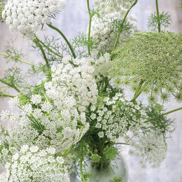 Ammi Majus bleached white dried flowers, Length ± 70 cm