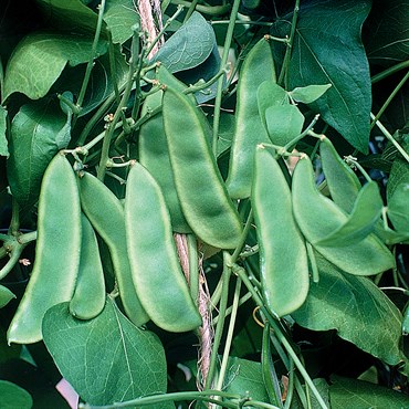 Woods Prolific, Bean Seeds | Urban Farmer