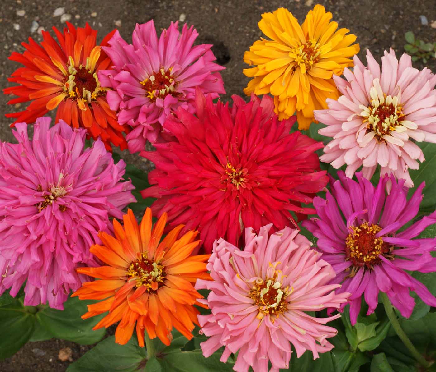 Cactus Flowered Mix, Zinnia Seeds | Urban Farmer