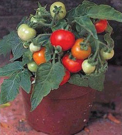 Micro Tom, (F1) Tomato Seeds | Urban Farmer