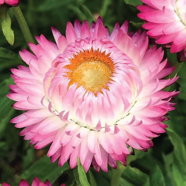 Organic Bright Rose Strawflower - Fruition Seeds