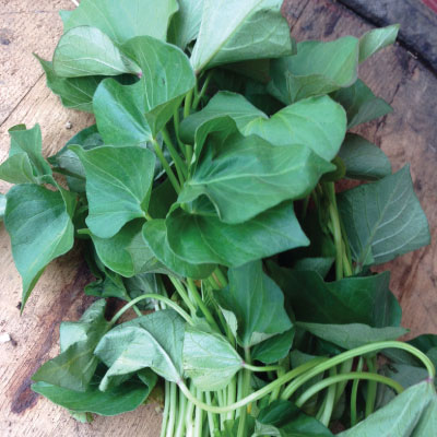 Sweet-Potato-Slips-Leaves.jpg