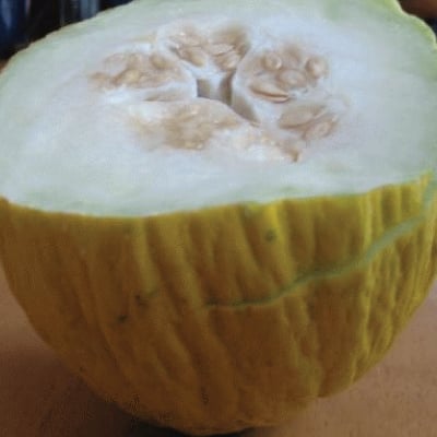 ARCHAEOLOGY OF FRUITS & VEGETABLES - Honeydew Melon (Casaba