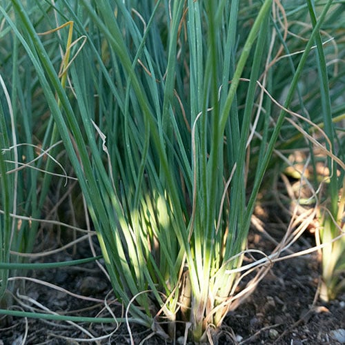 Standard, Organic Chive Seeds | Urban Farmer