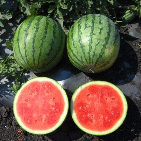 Ocelot, (F1) Watermelon Seeds | Urban Farmer