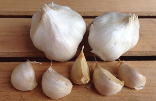 Image of California Early, Garlic Seed
