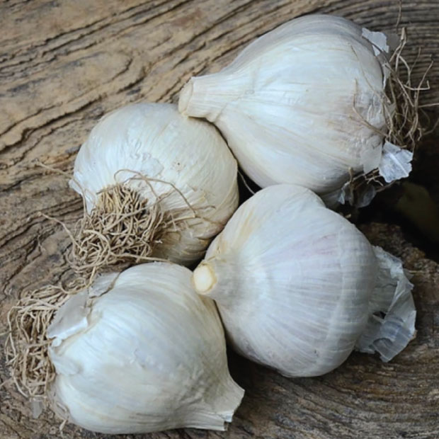 Image of Northern White, Garlic Bulbs