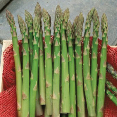 Image of Jersey Giant, (F1) Asparagus Roots