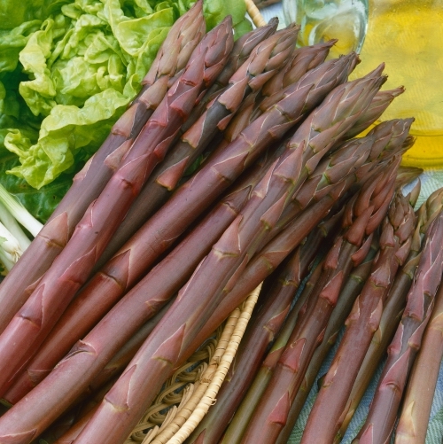 Image of Purple Passion, (F1) Asparagus Roots