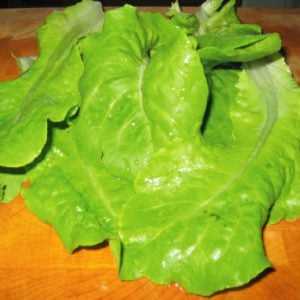 Image of Buttercrunch, Lettuce Seeds